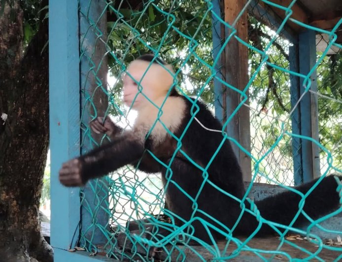Combaten tenencia ilegal de fauna silvestre en Jutiapa, Atlántida