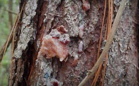 ICF realiza monitoreo y control de 15 brotes de gorgojo descortezador del pimo en Yoro