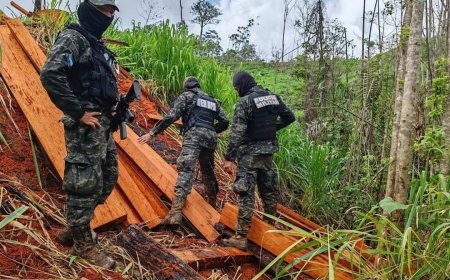 ICF aprueba veda forestal por 30 años que prohibe el corte de madera de caoba en Honduras