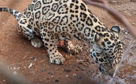 Sacrificarán unos 10 animales de Zoológico de Joya Grande por desnutrición y gravides