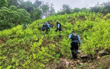 Policial Nacional descubre plantación con 72,000 arbustos de coca en Colón