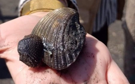 Repoblan población de moluscos o curiles en la zona sur de Honduras