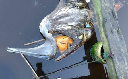 SENASA y la alcaldía de Puerto Cortés pedirán a la presidenta Xiomara Castro declare emergencia nacional por influenza aviar en pelicanos