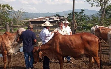 Brasil apoya al Gobierno de Honduras para versificar genética bovina