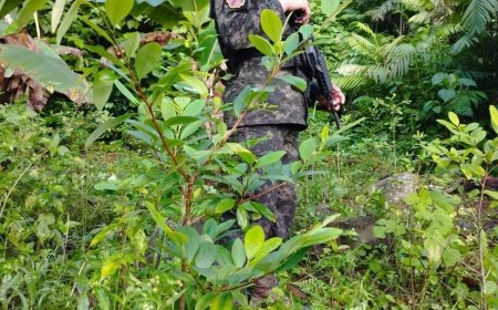 FFAA desmantela 5 hectáreas de plantación de marihuana y coca en Olanchito, Yoro.