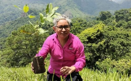 Reforestan varias zonas en la montaña el Merendon en Choloma
