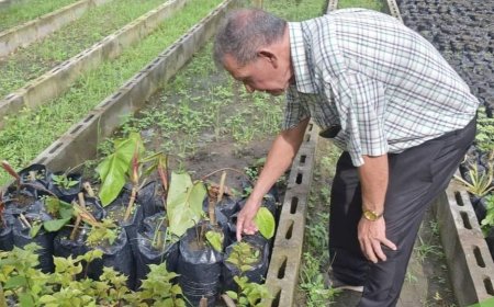 Producen árboles para reforestar Choloma