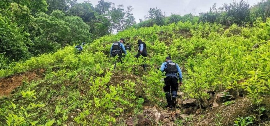 Policial Nacional descubre plantación con 72,000 arbustos de coca en Colón
