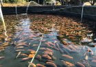 La SAG fortalece producción de tilapia en Olancho y otros 15 departamentos de Honduras.