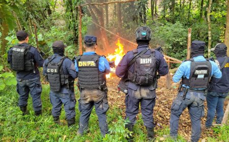 Destruyen plantación y laboratorio de cocaína en Colón
