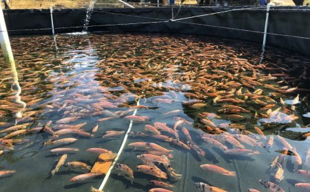 La SAG fortalece producción de tilapia en Olancho y otros 15 departamentos de Honduras.