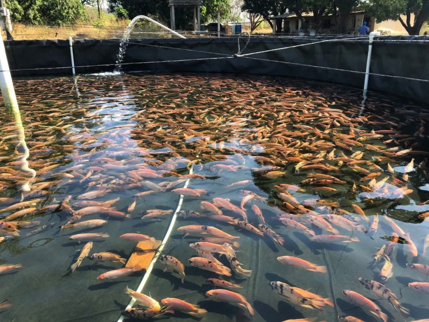 La SAG fortalece producción de tilapia en Olancho y otros 15 departamentos de Honduras.