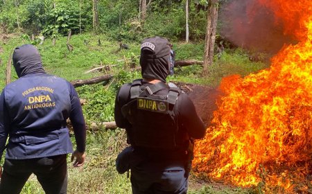 Destruyen más de 55,000 plantas de hoja de coca y laboratorio para procesar la droga