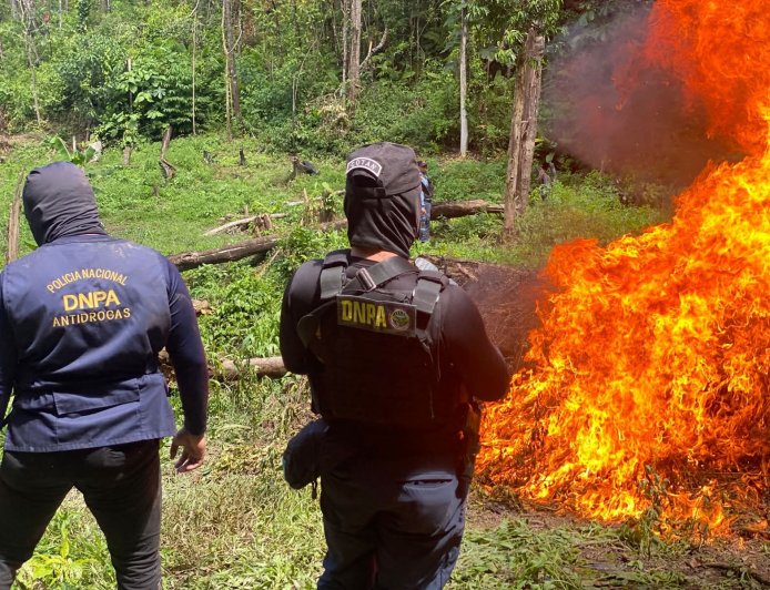 Destruyen más de 55,000 plantas de hoja de coca y laboratorio para procesar la droga