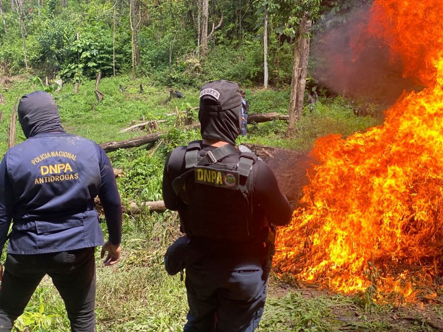 Destruyen más de 55,000 plantas de hoja de coca y laboratorio para procesar la droga