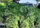 Desarticulan plantación de marihuana en Trinidad, Santa Bárbara