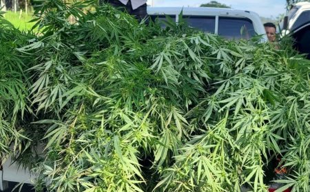 Desarticulan plantación de marihuana en Trinidad, Santa Bárbara