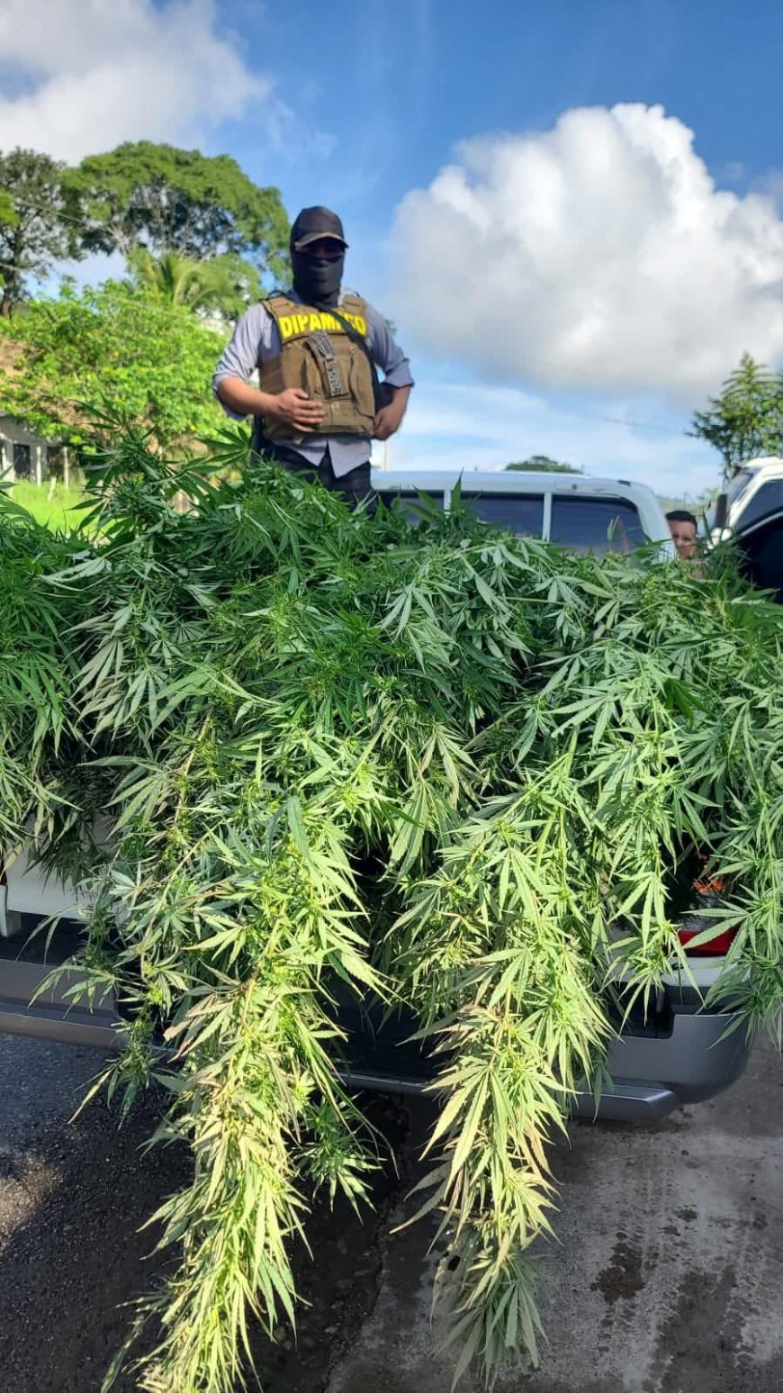 Desarticulan plantación de marihuana en Trinidad, Santa Bárbara