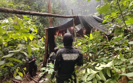 Policia Militar desarticula cultivo de plantas de hoja de coca en Colón