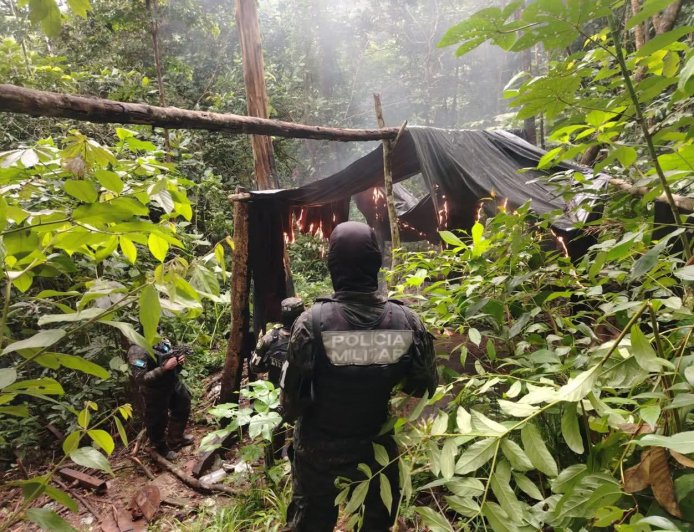 Policia Militar desarticula cultivo de plantas de hoja de coca en Colón