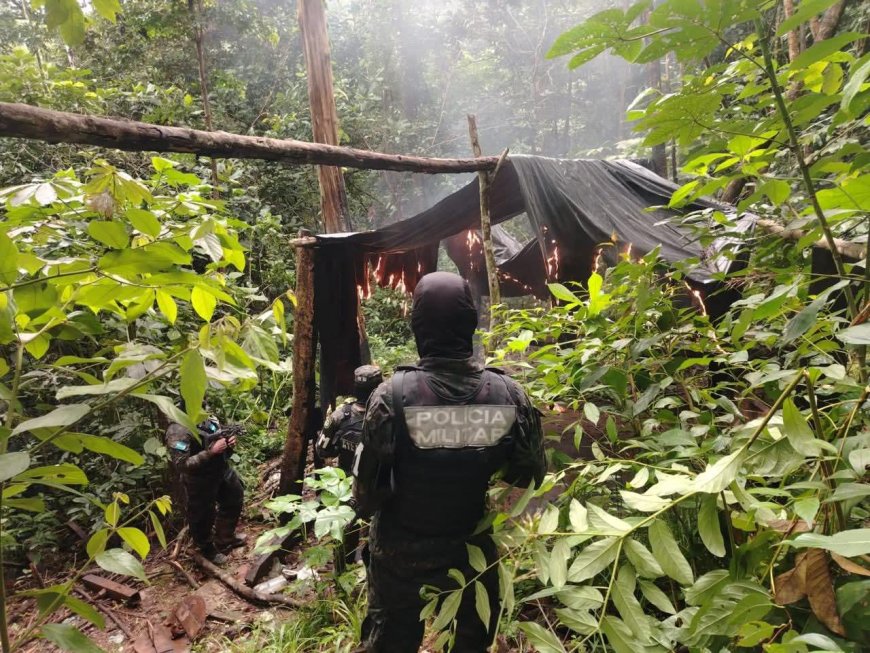 Policia Militar desarticula cultivo de plantas de hoja de coca en Colón