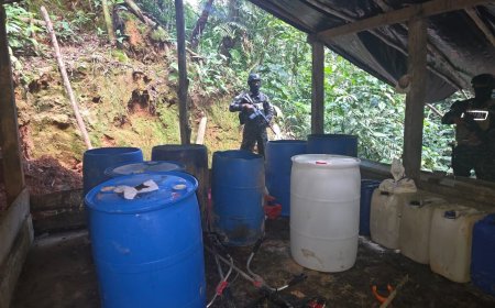 FFAA asegura plantación con 15,500 arbustos de hoja de coca en Colón