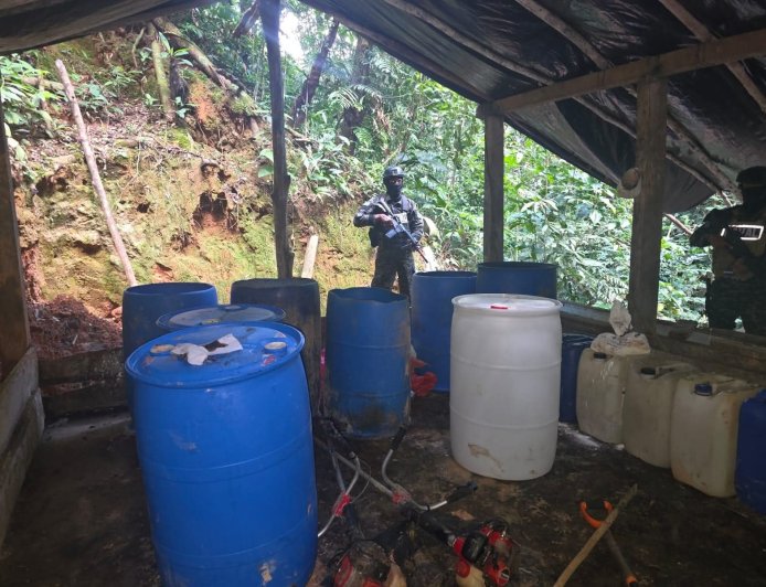 FFAA asegura plantación con 15,500 arbustos de hoja de coca en Colón