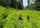 FFAA de Honduras aseguran más de 11 mil plantas de marihuana en Colón