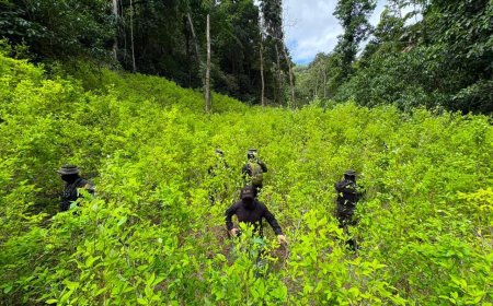 FFAA de Honduras aseguran más de 11 mil plantas de marihuana en Colón