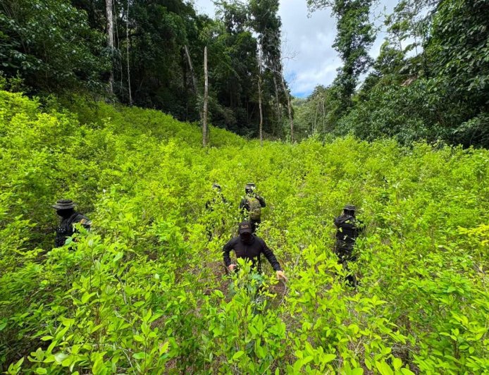 FFAA de Honduras aseguran más de 11 mil plantas de marihuana en Colón