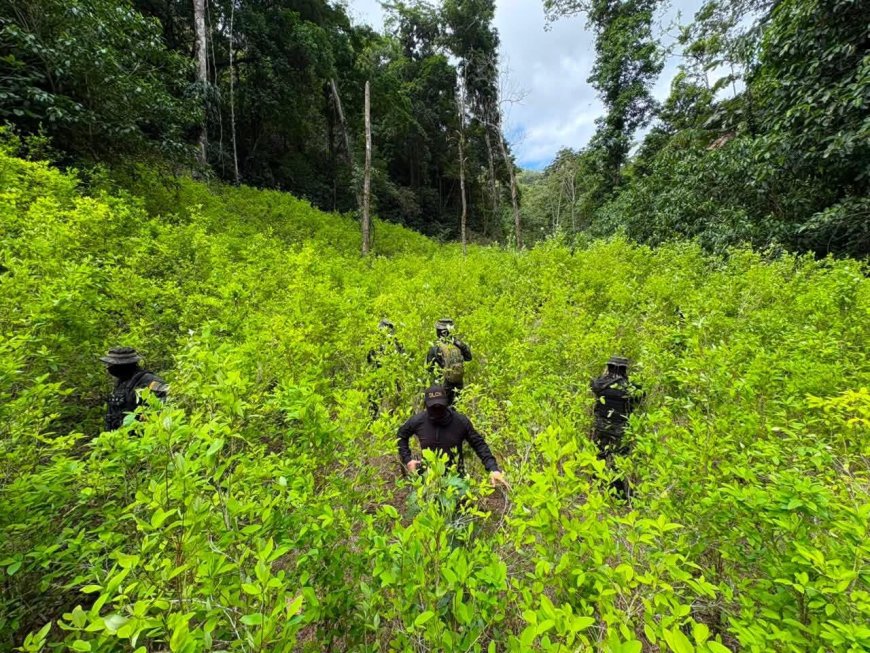 FFAA de Honduras aseguran más de 11 mil plantas de marihuana en Colón