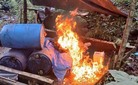 Antidrogas destruyen plantación de hoja de coca en Olancho