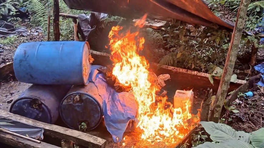 Antidrogas destruyen plantación de hoja de coca en Olancho