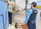 Rescatan loros que estaban en cautiverio en Tegucigalpa