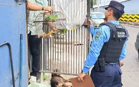 Rescatan loros que estaban en cautiverio en Tegucigalpa