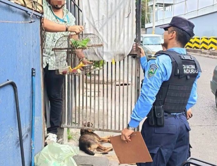 Rescatan loros que estaban en cautiverio en Tegucigalpa