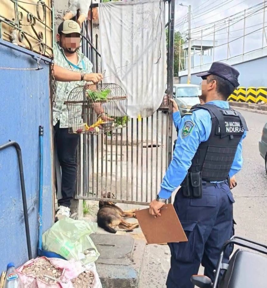 Rescatan loros que estaban en cautiverio en Tegucigalpa