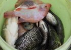 La SAG invertirá L2.5 millones en fortalecimiento a la cria de tilapia en Comayagua.