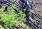 FFAA le cae a plantación de marihuana en Colón