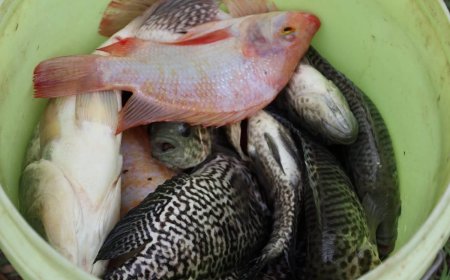 La SAG invertirá L2.5 millones en fortalecimiento a la cria de tilapia en Comayagua.