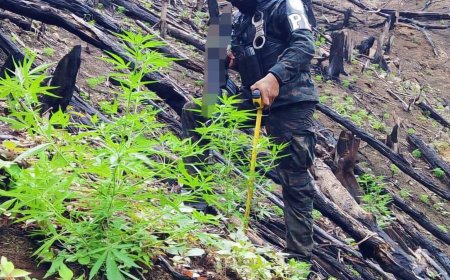 FFAA le cae a plantación de marihuana en Colón