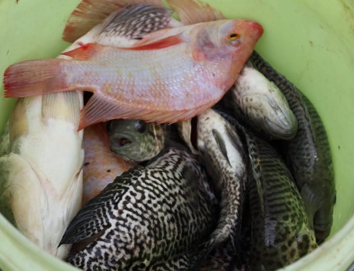 La SAG invertirá L2.5 millones en fortalecimiento a la cria de tilapia en Comayagua.