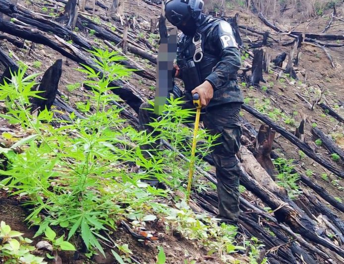 FFAA le cae a plantación de marihuana en Colón