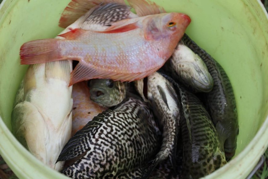 La SAG invertirá L2.5 millones en fortalecimiento a la cria de tilapia en Comayagua.