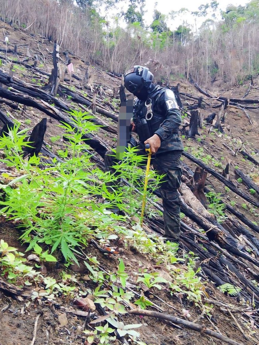 FFAA le cae a plantación de marihuana en Colón